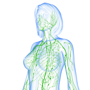 eine druchsichtige blaue Frauenfigur, in der in Grün die Lymphbahnen zu sehen sind - die Sie bei o.t.n behandeln lassen können